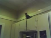 Our kitties are top shelf