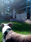 Waiting for the dog doctor