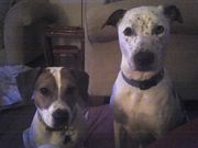 Beggy beggersons!