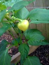First of Shifty's peppers finally showed up.              